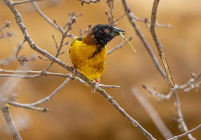 Tisserin gendarme perché sur une petite branche