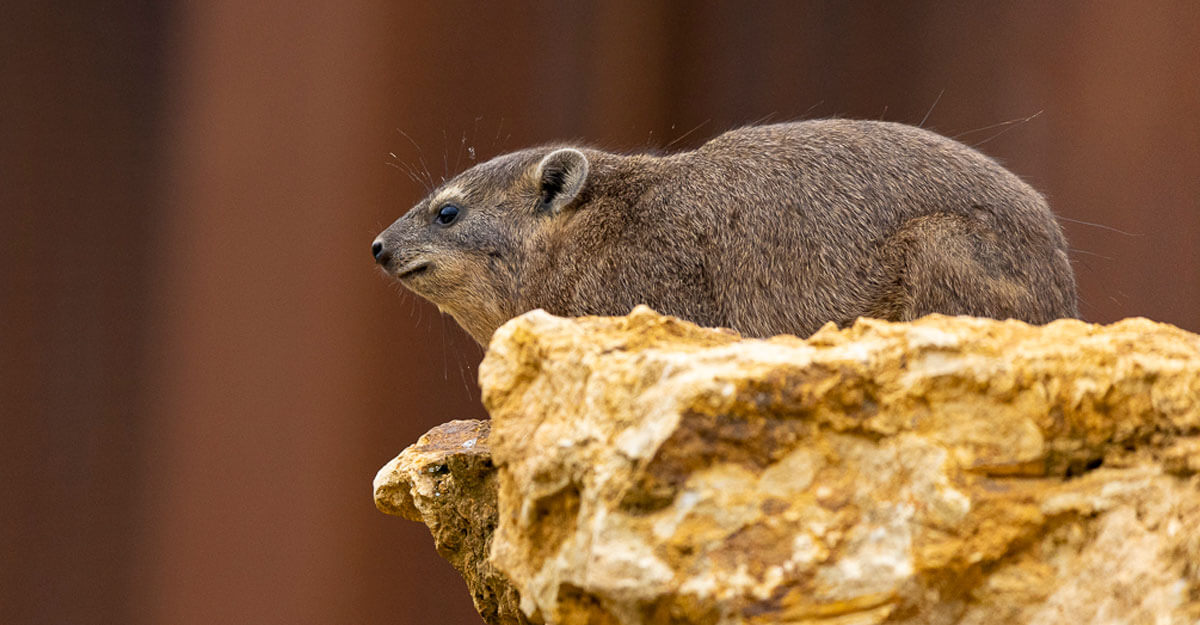bioparc-parc-zoologique-daman-des-rochers bioparc-parc-zoologique-daman-des-rochers