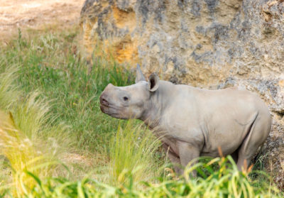 Bébé rhino dans l'herbe
