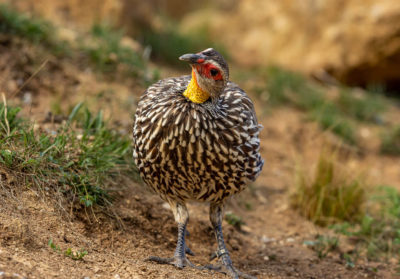 Francolin à cou jaune au sol