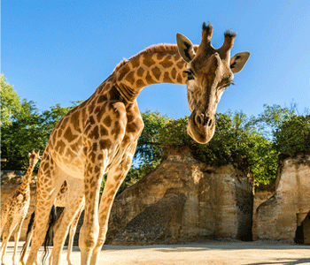 Portrait d'une girafe qui s'approche