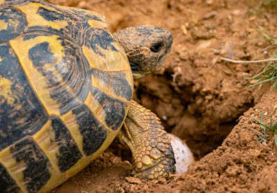 Tortue d'Hermann et un oeuf