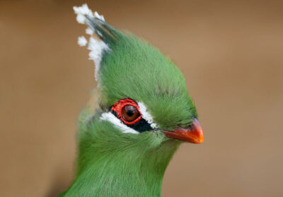Touraco de Livingstone