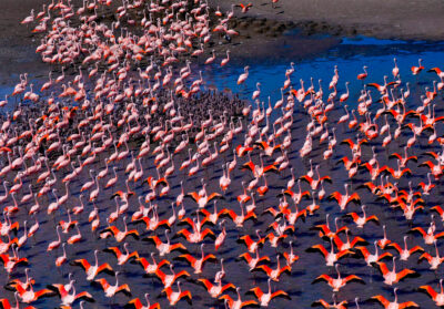 Groupe de flamant au Pérou