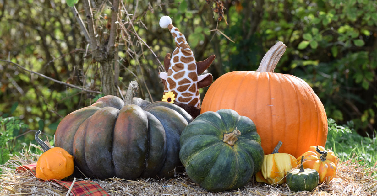 Citrouilles et chapeau pointu dans la paille