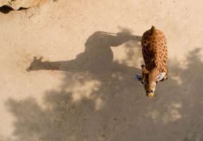 Girafe vue du ciel