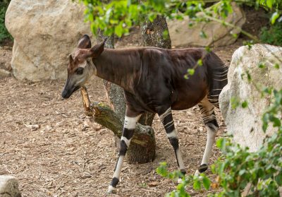 Okapi qui passe entre un arbre et un rocher